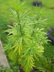 cannabis plant in the garden