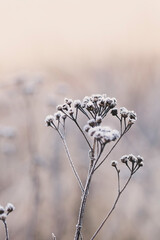 Fragile Dry Plants On Frosty Winter Morning