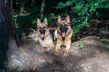 Two beautiful German Shepherd dogs lie together in the forest, sunlight shines on the dog's heads, the tongues sticking out of their mouths.