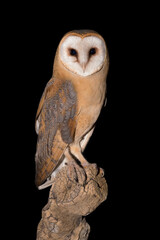 Face to face with a perfect hunter, the Barn owl (Tyto alba)