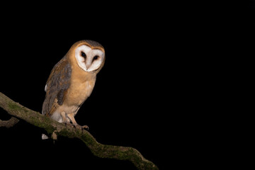 The beautiful Barn owl (Tyto alba)