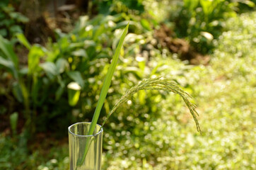 the green ripe paddy plant grains in the glass on the green background.