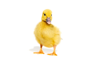 NewBorn little Cute yellow duckling isolated on white.