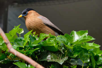 The brahminy myna or brahminy starling, sturnia pagodarum, from starling family of birds
