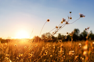 Abstract warm landschap van droge wilde bloemen en grasweide op warme gouden uur zonsondergang of zonsopgang. Rustige herfst herfst natuur veld achtergrond. Schilderachtige schemering zonsondergang of dageraad pastel zonlicht