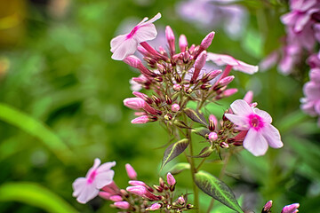Obraz premium pink flowers in the garden