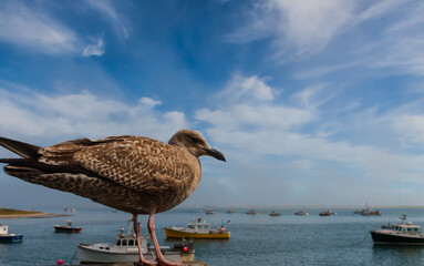 A Juvenile Herring Gull Overlooking Small Fishing Boats Moored in Aunt Lydia's Cove, Chatham, Massachusetts, USA