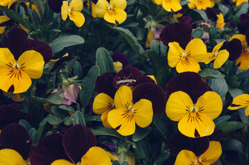 Viola tricolor or pansies in bloom
