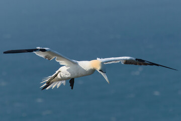 Flying gannet over the sea 