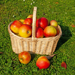 Äpfel im Korb auf einer Wiese