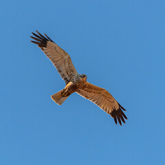 Obraz premium western marsh harrier (Circus aeruginosus) bird of prey in flight, on blue sky
