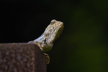 lizard in wild