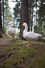 Obraz premium Two Geeze - Goose standing one leg in the forest