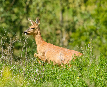 European or western or chevreuil roe deer in spring vegetation