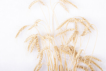 a bunch of Golden wheat ears on a white background