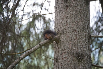 Squirrel at branch in a tree