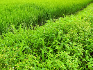 青田と掃溜め菊咲く畦の風景