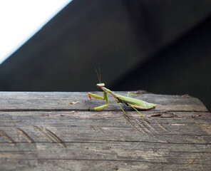 Greece Crete island Mili Gorge mantis