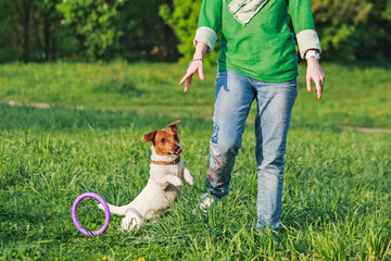 a dog plays puller on the grass. summer fun games of a Terrier with a toy. Jack Russell Terrier stands on the grass with a toy with his teeth. Jack Russell Terrier playing on the grass. 
