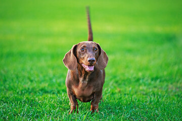 a brown Dachshund stands on the grass.Dog in the Park.Cute dog on a green grass background
