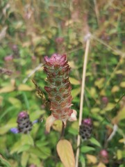 pine cones on the tree