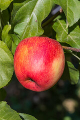 Pomme a bouche dans un pommier