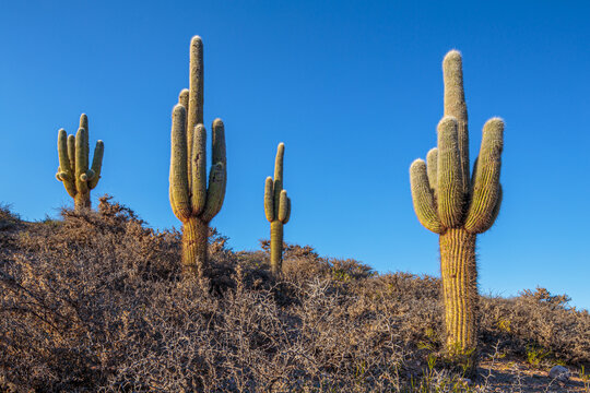 Cardon Cactus (Echinopsis Atacamensis Pasacana)