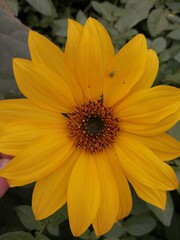 yellow flower in the garden