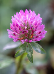 A flower on a clover in the park.