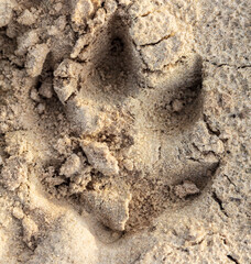 Close-up footprint of a dog on the ground