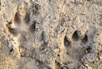 Close-up footprint of a dog on the ground