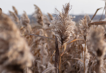 Fototapeta premium The reed grows near the reservoir