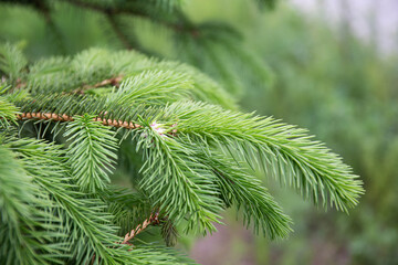 green thorny branches of fur or pine close up
