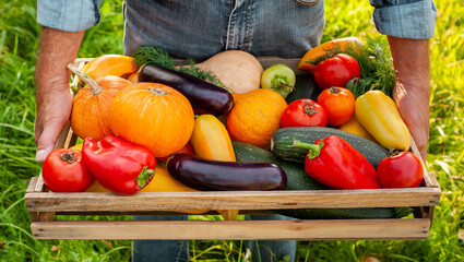 A box with a crop of autumn vegetables in the hands of a man. Banner. Vegetarian and vegan food. Harvesting.
