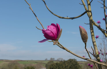 Bright Pink Spring Flowers on a Deciduous Magnolia Tree (Magnolia sprengeri 'Marwood Spring') with...