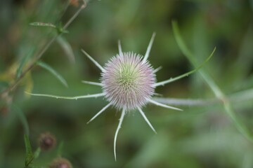 Thistle flower head from above with soft green background and copyspace