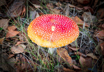 The red fly agaric mushroom grows in the forest.