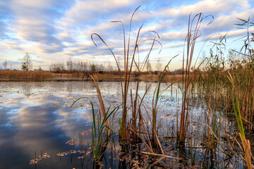 The lake is overgrown with reeds