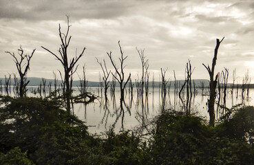 A forest claimed by rising waters, now just the dead trunks remain. The sky is overcast There are hills in the distance and green foliage  in the foreground.