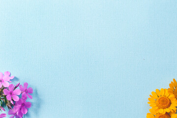 On a textured blue background, pink Phlox flowers and yellow navel flowers..The flowers are located at the bottom in different corners. Copy space.