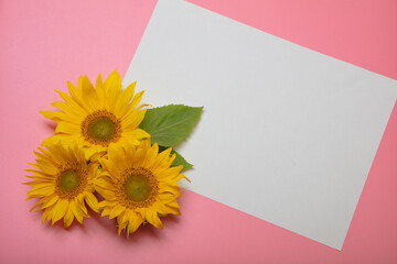 Beautifully decorated still life, mockup on a pink background, three sunflower flowers and a white sheet of paper, there is a place for text, the concept of goodbye summer