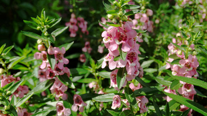 Himalayan Balsam flowers blooming in the field during summer season. Himalayan Balsam is an annual herb, native to the western Himalayas.