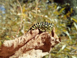 Obraz na płótnie Canvas swallowtail caterpillar on dry leaf in macro photography