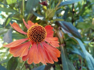 beautiful orange flower with red petals among green herbs in the garden