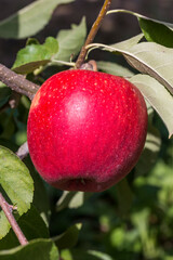 Belle pomme rouge