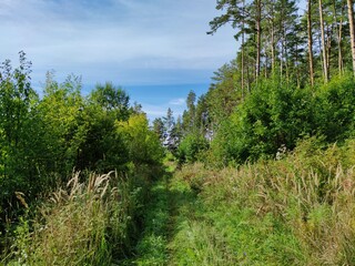 Fototapeta na wymiar path near the pine forest against the blue sky with beautiful clouds