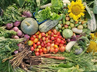 freshly harvested organic vegetables on grass background