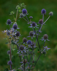 Flower field prickly purple blue-headed bethlehem Planum  close-up. Autumn plants. Selective focus.