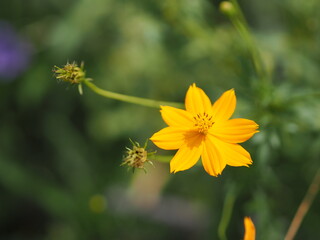 African marigold, American, Aztec, Big marigold Scientific name Tagetes erecta yellow flower blooming in garden nature background