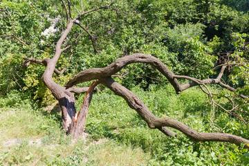 Broken fallen old apricot tree with twisted splitted trunk